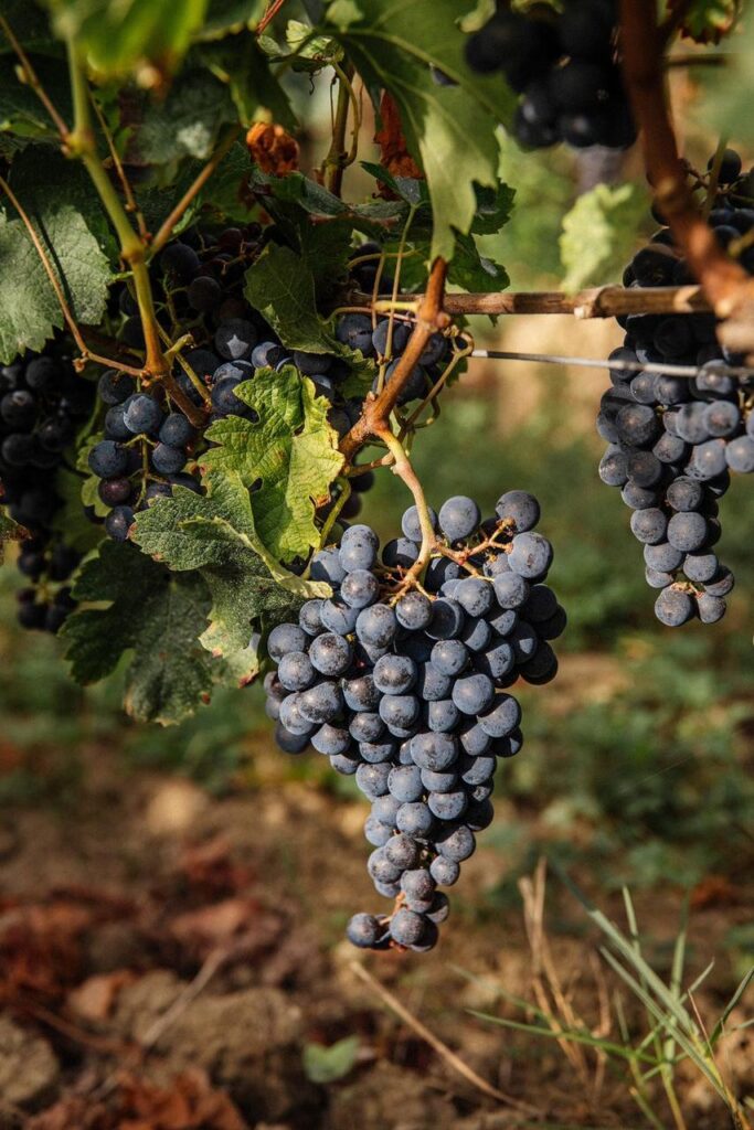 whatsapp image 2025 12 06 at 17.13.32 114b56d8